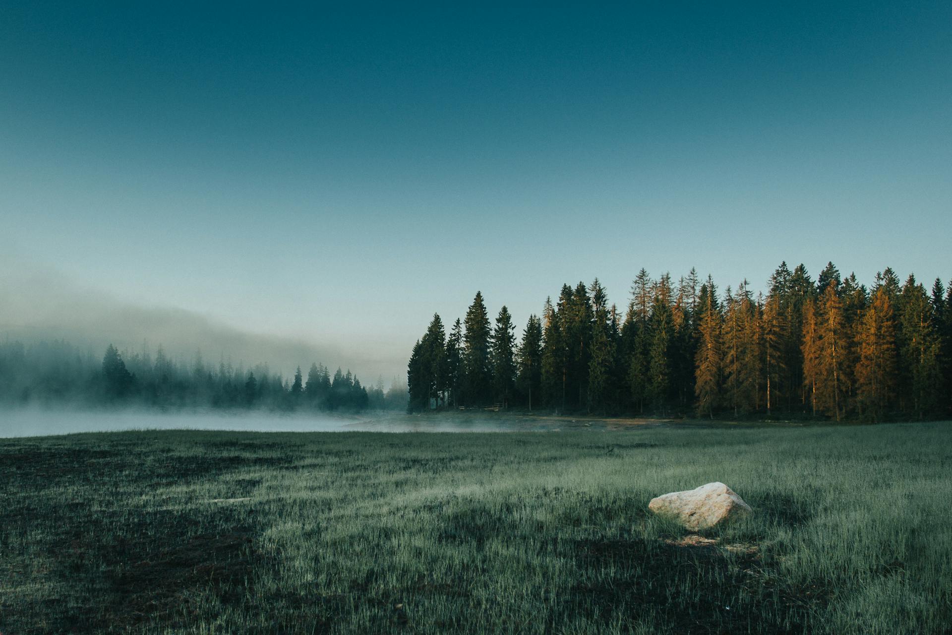 Black Forest Escape: Woodland Wonders