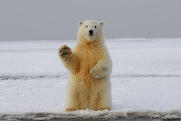 A polar bear with their hand up in a way that looks like its waving to the camera.