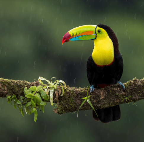 A Toucan sitting on a branch.
